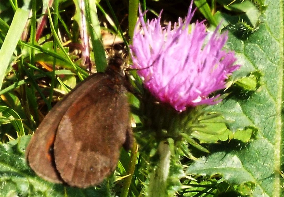 Farfalla da identificare: Erebia aethiops